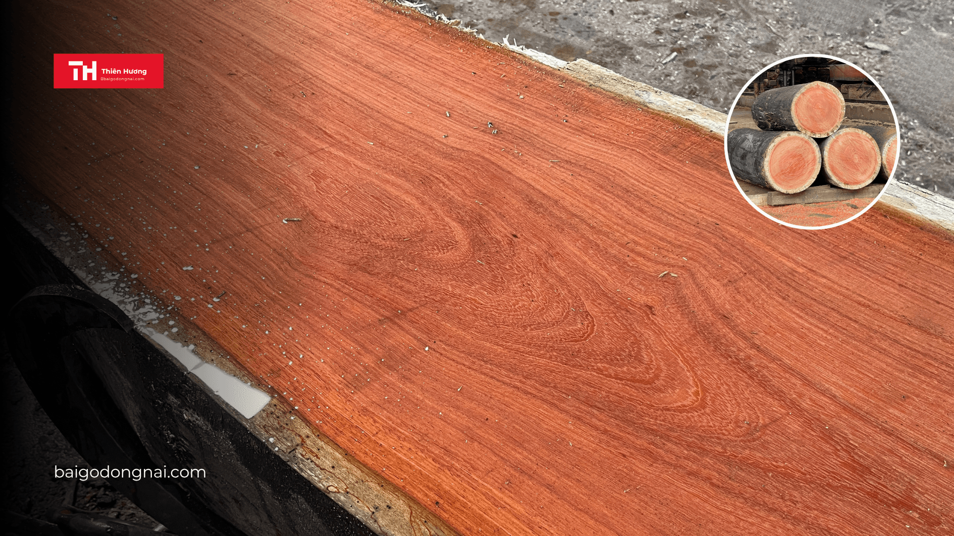 Gỗ Căm Xe Là Gì? Có Tốt Không? Đặc Điểm & Báo Giá Mới Nhất